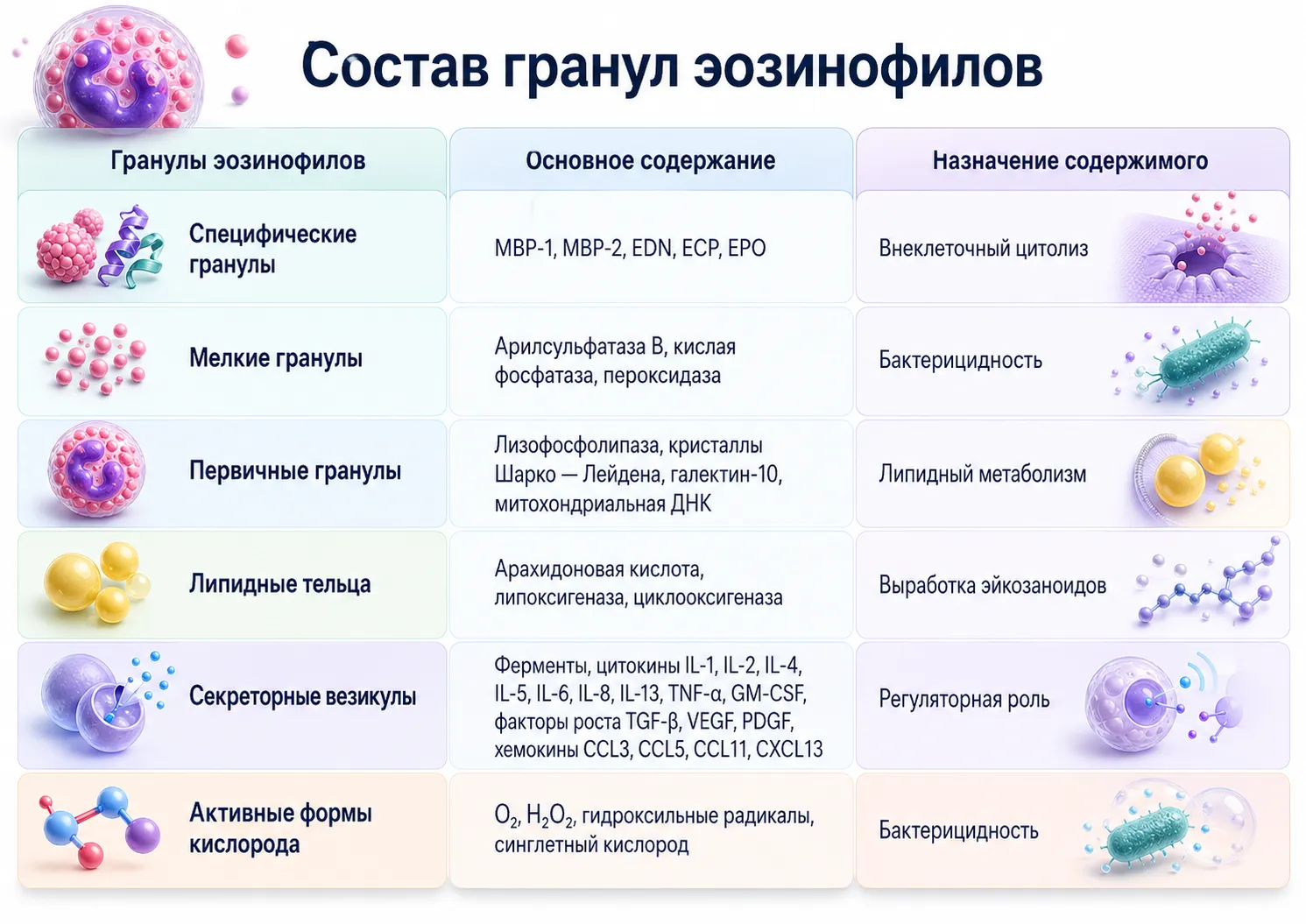 Что такое эозинофилы