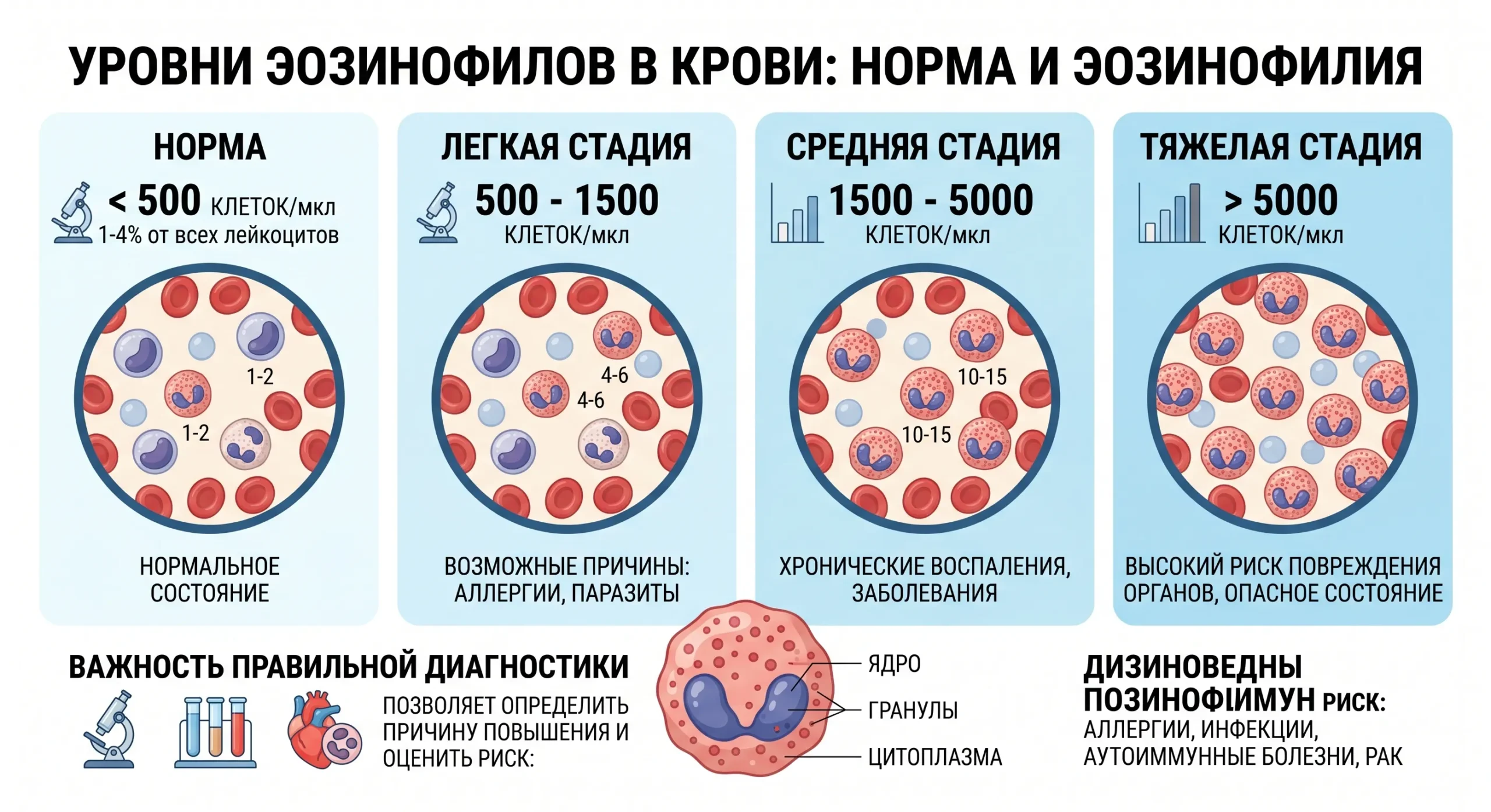 Нормы показателей эозинофилов в крови